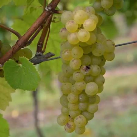 Weingut Schmitz-simon 게스트하우스
